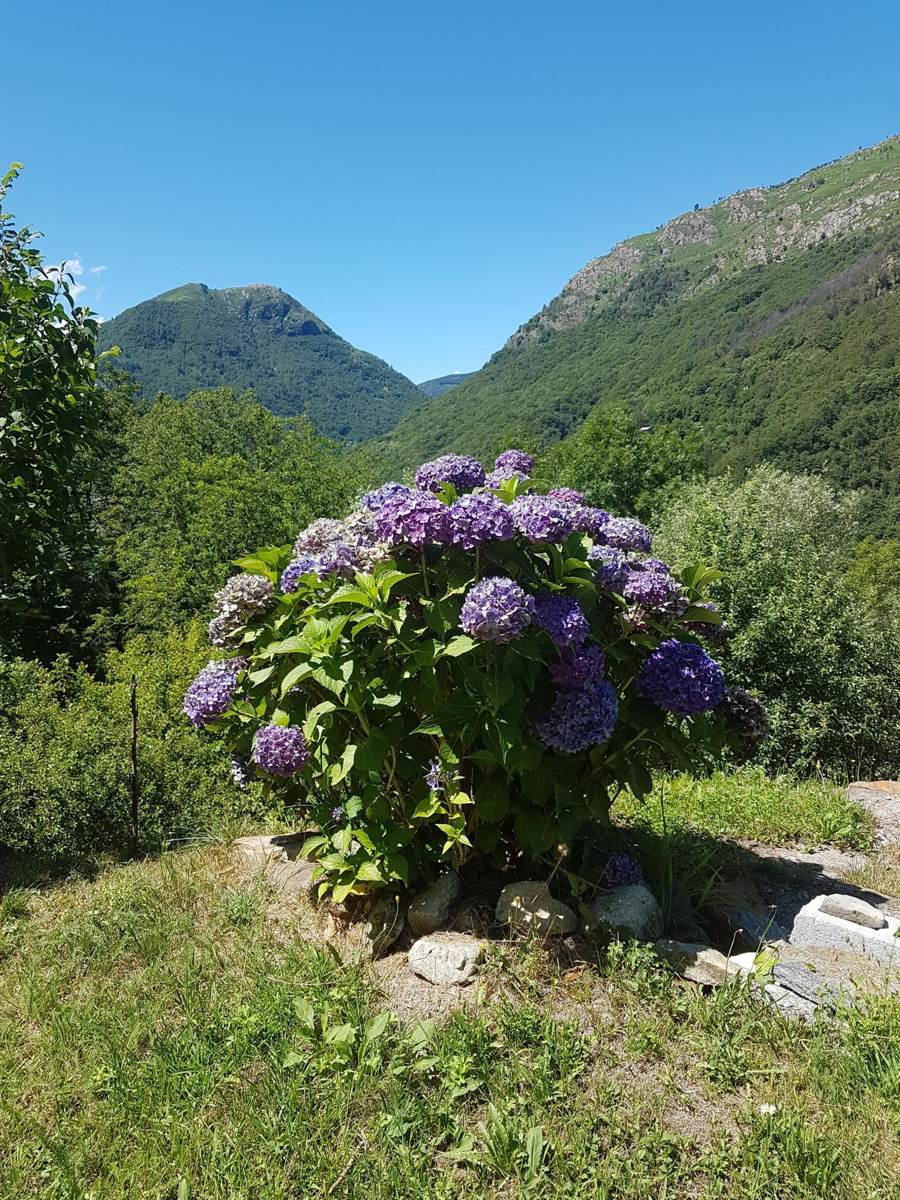 Hydrangea bush with a mountain view in the background above Cannobio