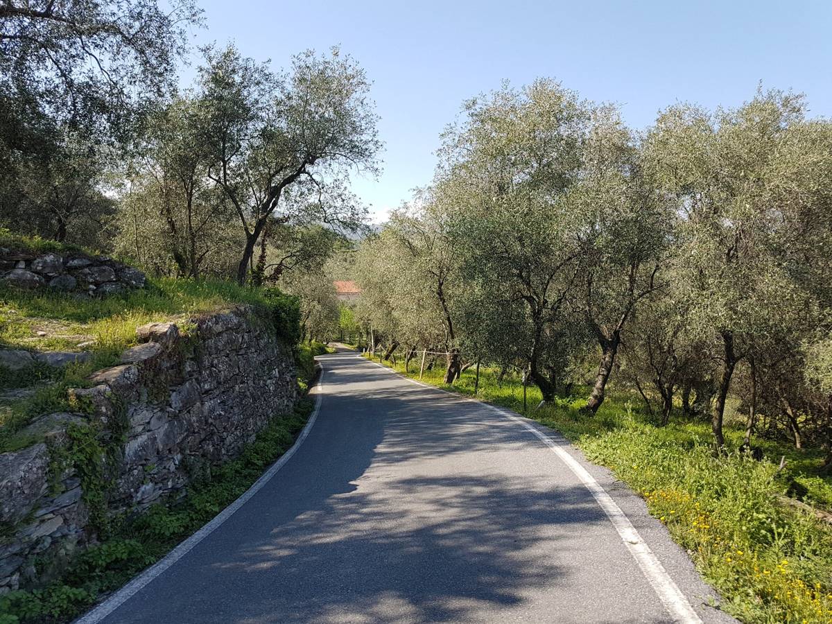A quiet lane through olive terraces on the climb to Dolcedo, Liguria