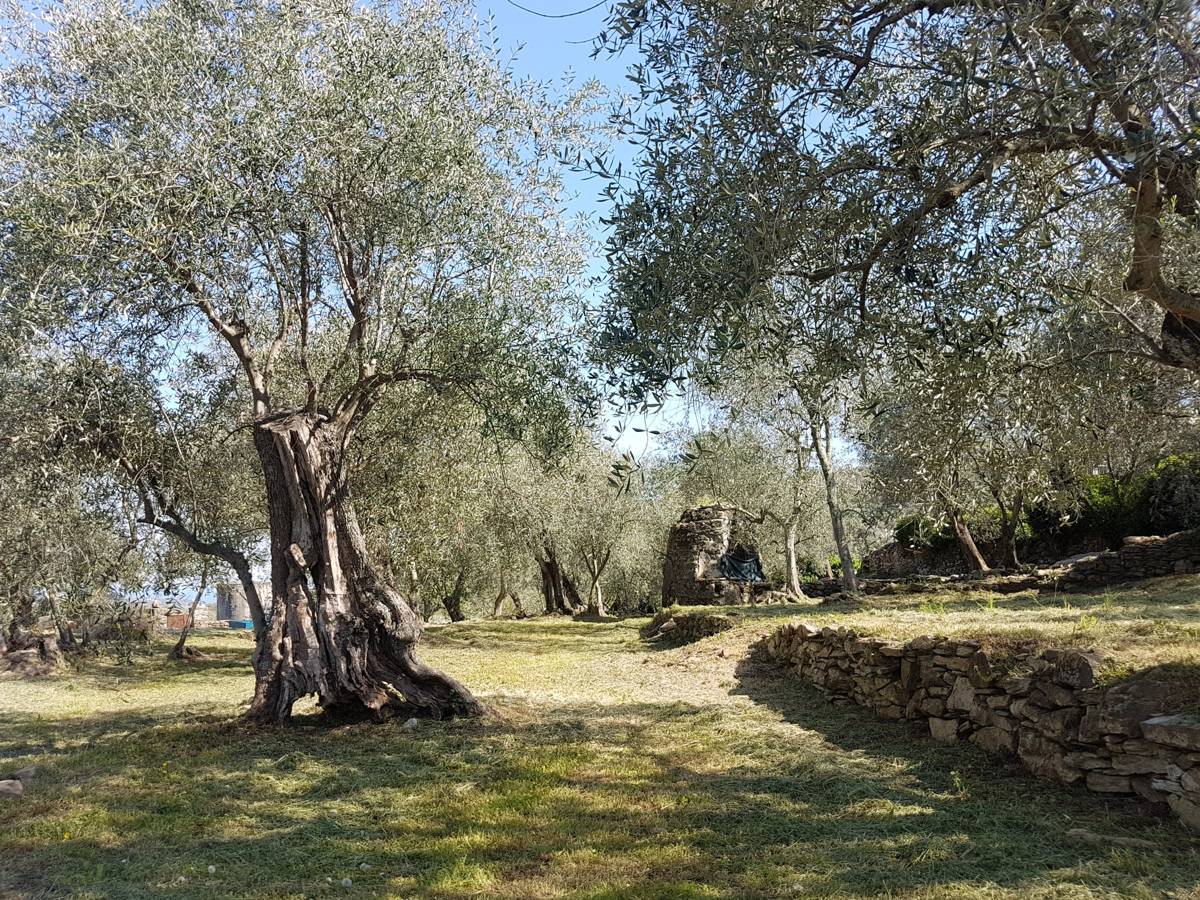 An old gnarled olive tree in a stone-walled grove near Dolcedo